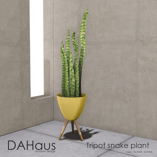 DAHaus - Tripot - snake plant