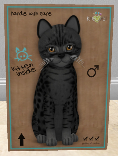 KittyCatS Box - New Born Kitten