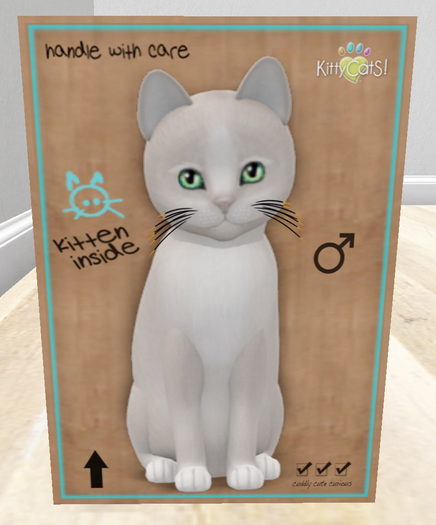 KittyCatS Box - New Born Kitten