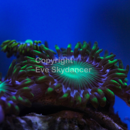 green zoanthid