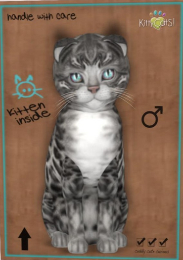 KittyCatS Box male Charcoal Bengal 