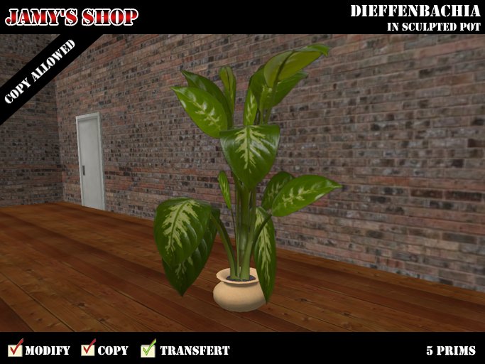 Dieffenbachia in Sculpted Pot - Copy Mode