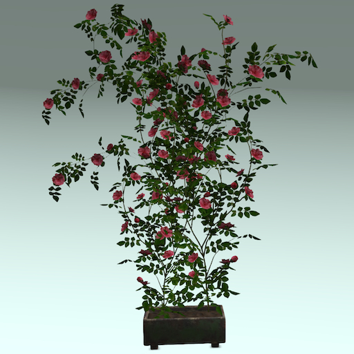 Song's Large Pink Rose Wall Climber in Pot