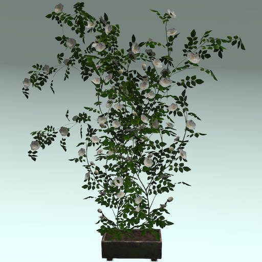 Song's Large White Rose Wall Climber in Pot
