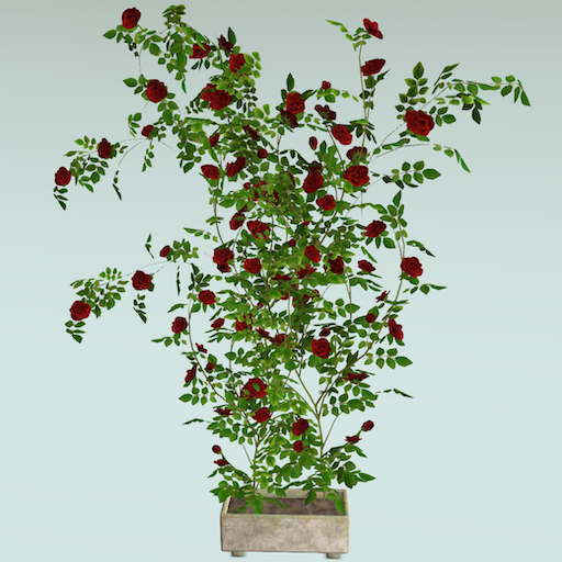 Song's Large Red Rose Wall Climber in Pot