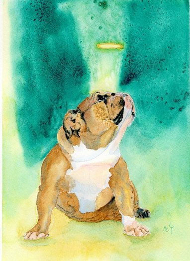 Rufus the Bulldog