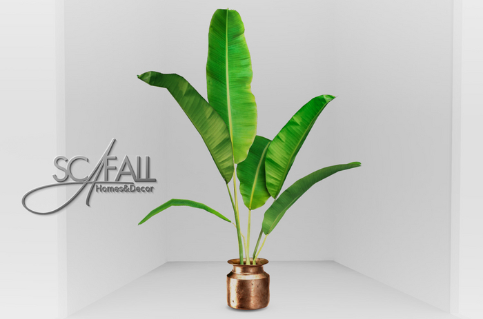 - Scafall - Musa / Indoor Banana Tree - Bronze Pot