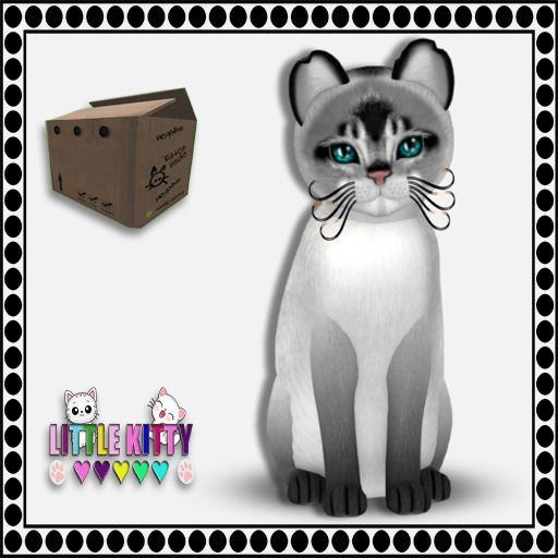 KittyCatS Box - 9T Abyssinian - Salt & Pepper M