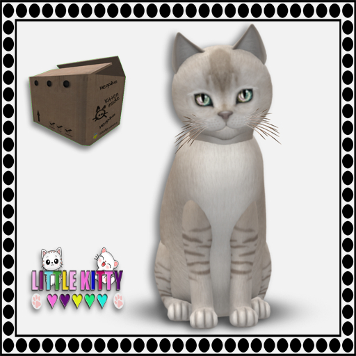 KittyCatS Box - 9T Burmilla - Lilac Shaded M