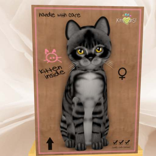 KittyCatS Box - New Born Kitten