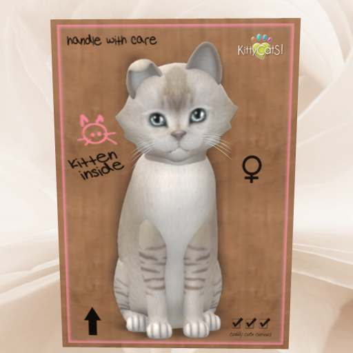 KittyCatS Box - New Born Kitten