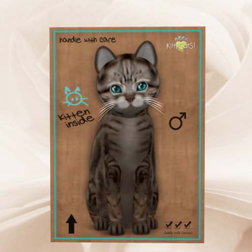 KittyCatS Box - New Born Kitten