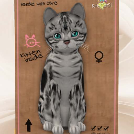 KittyCatS Box - New Born Kitten