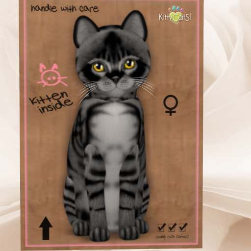 KittyCatS Box - New Born Kitten