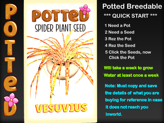 Potted: Spider Plant Seed: Vesuvius