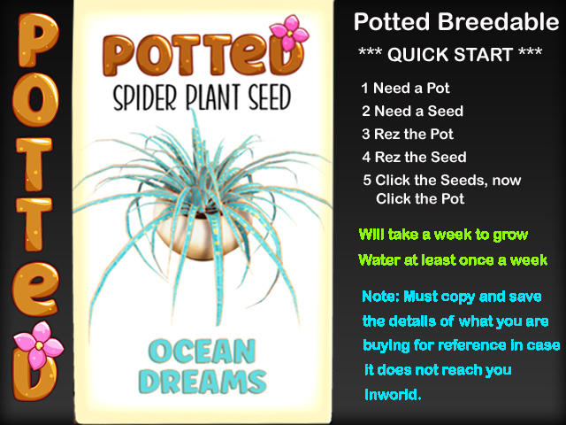 Potted: Spider Plant Seed: Ocean Dreams