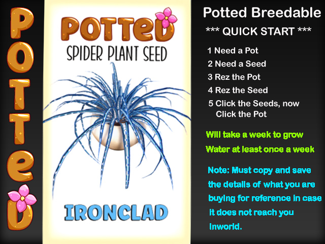 Potted: Spider Plant Seed: Ironclad