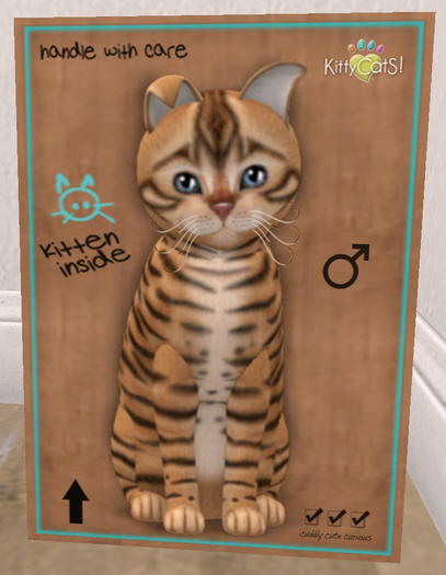 KittyCatS Box - New Born Kitten