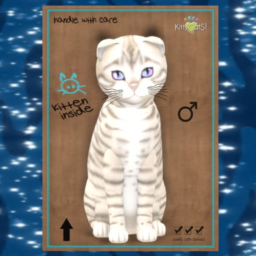 KittyCatS Box - M Toyger Snow Destiny Rivers Twinkle 9T