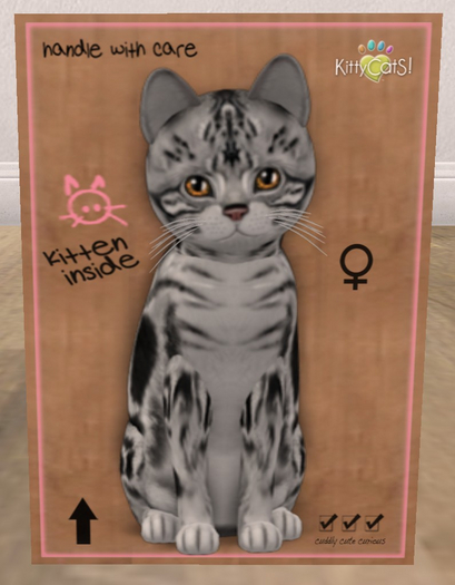 KittyCatS Box - New Born Kitten