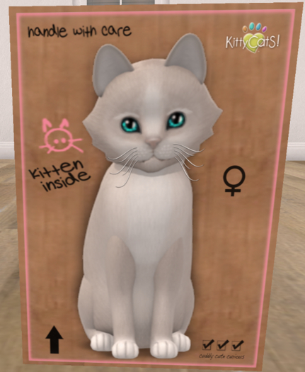 KittyCatS Box - New Born Kitten