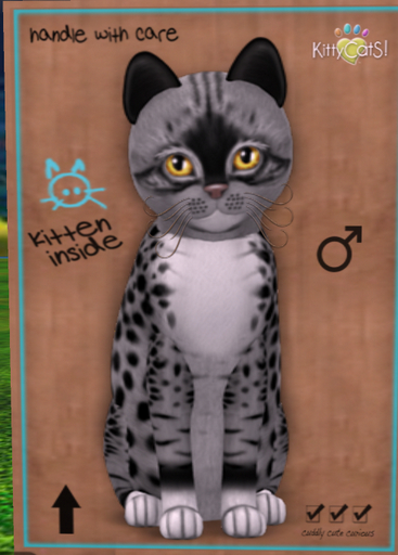 KittyCatS Box - New Born Kitten  Genesis - Bandit II