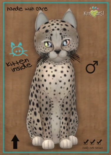 MEGAPUSS: KittyCatS Box - Cheetah! - Washed Blue Mink - MegaPuss