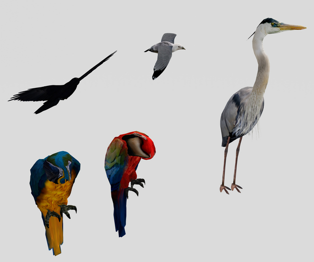 Animals Birds