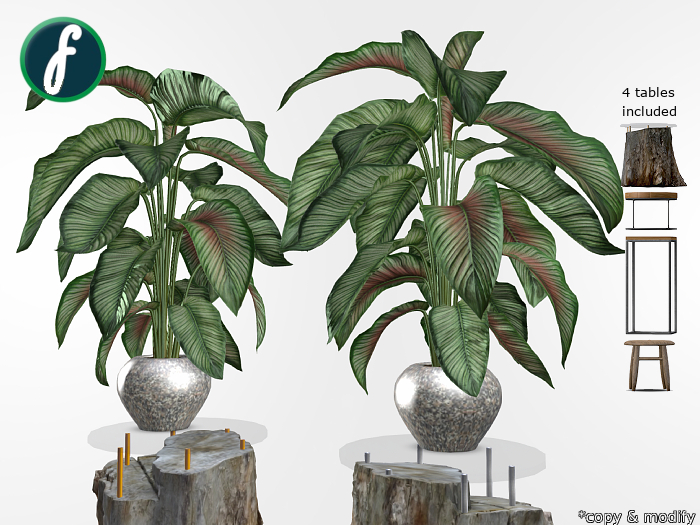 friller Potted Calathea Plant