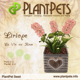 PlantPet Seed [Liriope *La Vie en Rose*] Common Peach - Updated