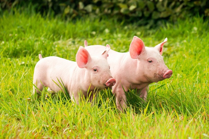 DFS Boar