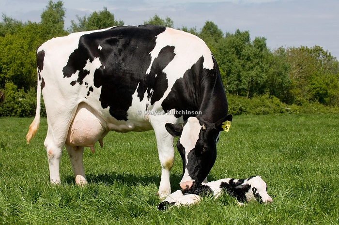 DFS Cow - Holstein