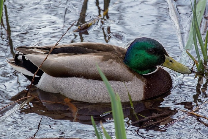 DFS Duck - Male