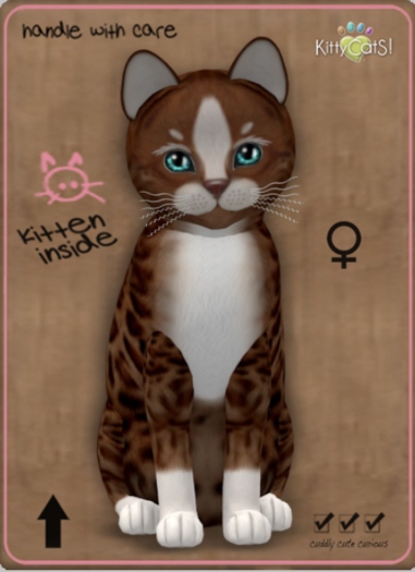 KittyCatS Box - Genesis - Ginger II Female Megapuss