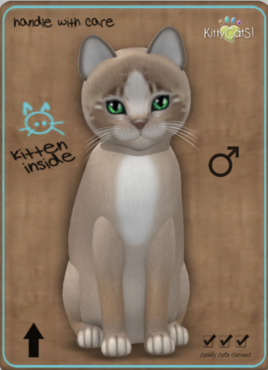 KittyCatS Box - Genesis - Mocha II Male Teacup