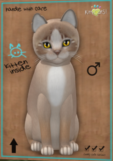 KittyCatS Box  New Born Kitten Genesis Mocha II