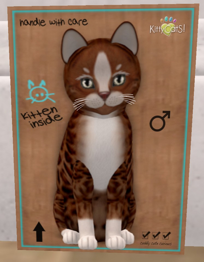 KittyCatS Box - New Born Kitten