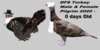 Second Life Marketplace - DFS Turkey Male & Female Pilgrim 2020 - 0 Day ...
