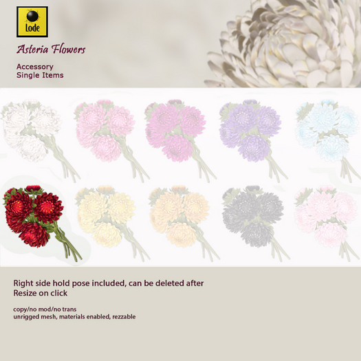 *LODE* Flowers - Asteria [red]