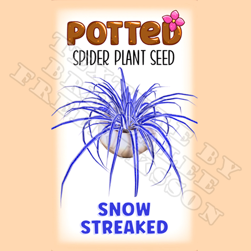 Potted: Spider Plant Seed: Snow Streaked (ACTUAL PLANT SEED) - Retired!