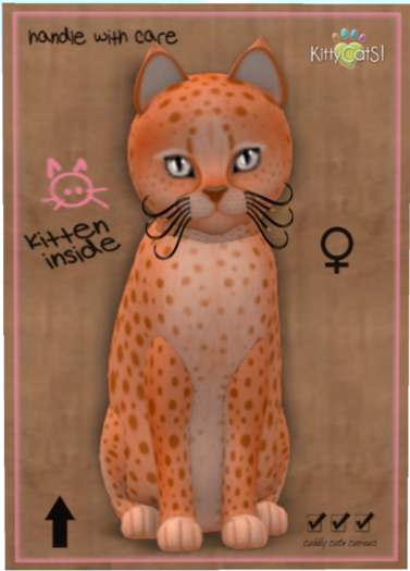 KittyCatS Box - Cheetah! - Tangerine No. 2