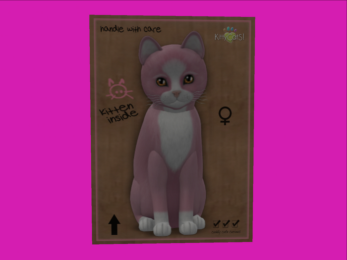 KittyCatS Box - New Born Kitten