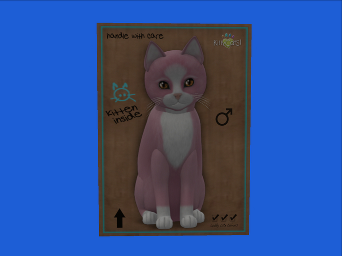KittyCatS Box - New Born Kitten