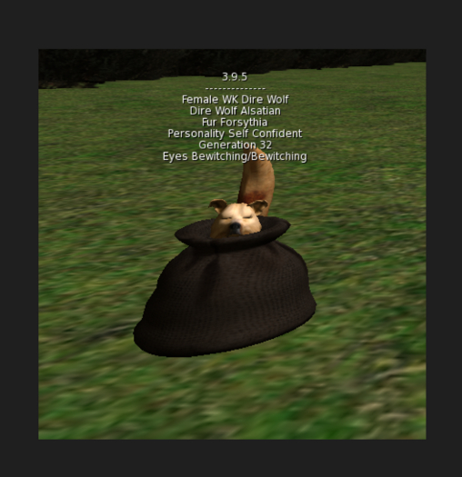 WK Dire Wolf - Female