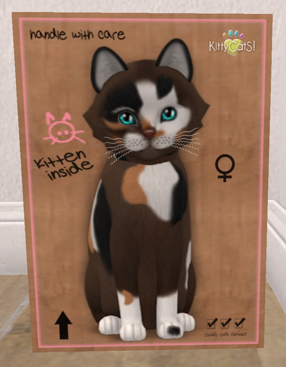 KittyCatS Box - New Born Kitten