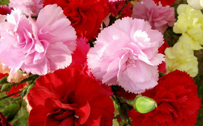 DFS Flowers - Carnation Basket