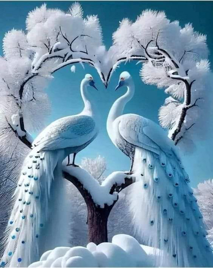 Birds