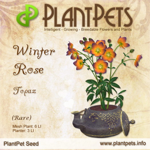PlantPet Seed [Winter Rose *Topaz*] (Rare) NEW FOR 2024!