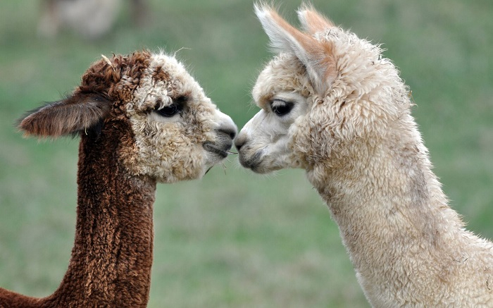 DFS Llama - Male