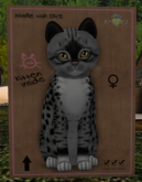KittyCatS Box - New Born Kitten